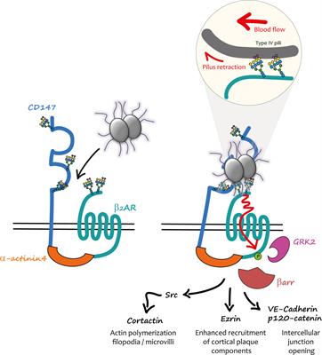 Mechanical Activation of the β2-Adrenergic Receptor by Meningococcus: A Historical and Future Perspective Analysis of How a Bacterial Probe Can Reveal Signalling Pathways in Endothelial Cells, and a Unique Mode of Receptor Activation Involving Its N-Terminal Glycan Chains